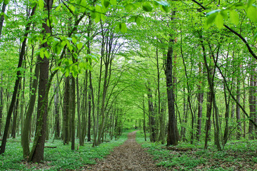 Fototapeta na wymiar hornbeam forest in spring.