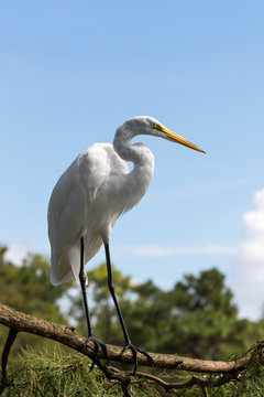Great Egret standing on a branch in a tree with a blue sky background. Taken in Florida, USA.