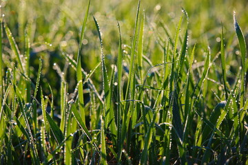 Obraz premium Raindrops on the green grass