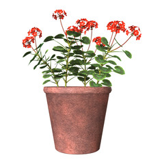 Red Geranium Pot on White