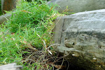 clump of grass on wood, growth