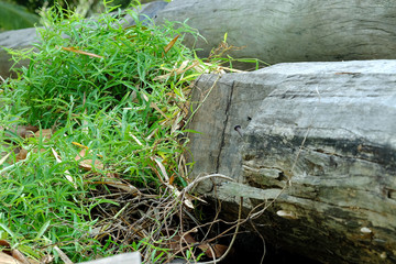 clump of grass on wood, growth