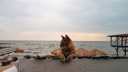Cat relaxing on the seaside
