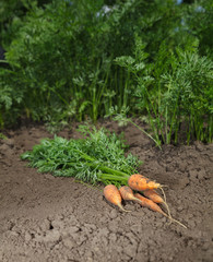 Carrots vegetable garden