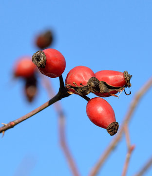 rosehip berries on branch / wild rosehips in nature, beautiful background / dog-rose berries on sky background