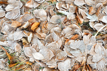 Brown frosted leaves / Frozen leaf / Leaf ice