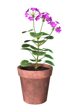 Purple Geranium Pot on White