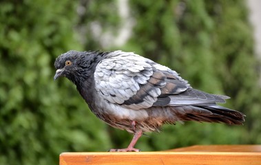 Detail of a wild pigeon portrait