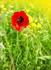 Red poppy flower in the field
