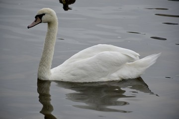 Detail of a wild swan