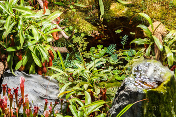 carnivorous plants and pond in greenhouse