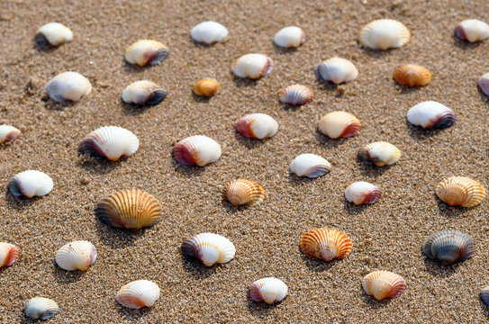 Muscheln am Strand - Hintergrund
