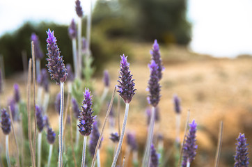 Purple lavender blossoms