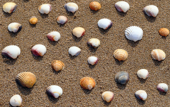 Muscheln am Strand - Hintergrund