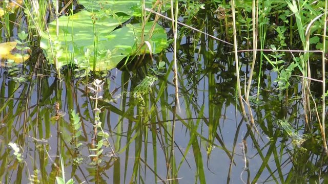 Gr&uuml;ne Idylle und zwei gr&uuml;ne Fr&ouml;sche an einem hei&szlig;en Sommertag