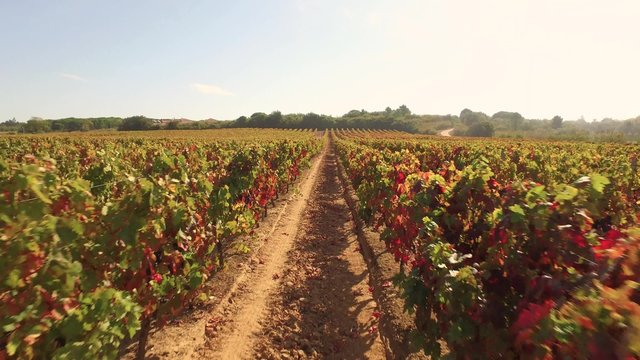 Agriculture Drone Footage Vineyard Landscape Green Viticulture Farm Nature Season Summer Autumn Europe Rural Field Sky Travel Row Beautiful 4K