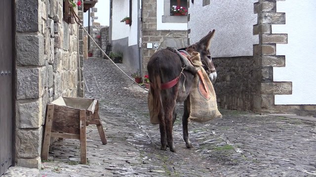 Asno en calle empedrada