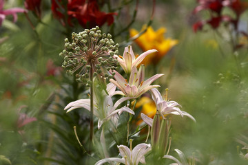 Gardens flowers