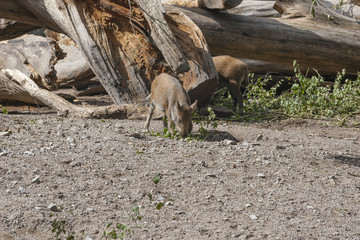 Wild boar eating leaves