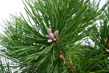 Spring pine buds - Pinus nigra Nana