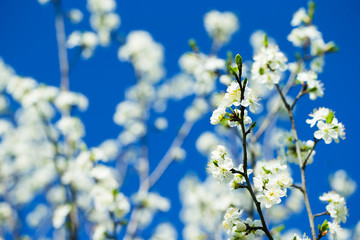 White tree flowers in spring