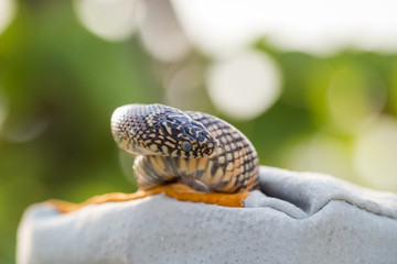 Lampropeltis getula meansi, commonly known as Apalachicola Kings