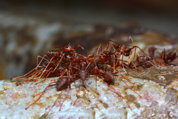 red ant teamwork in nature