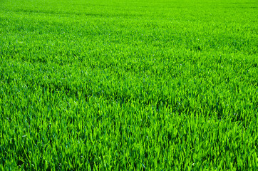 Field of grass