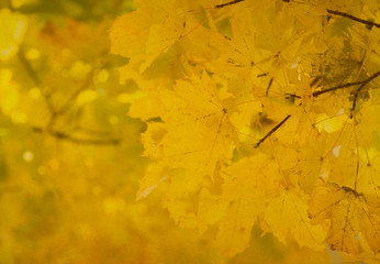 leaves in autumn forest