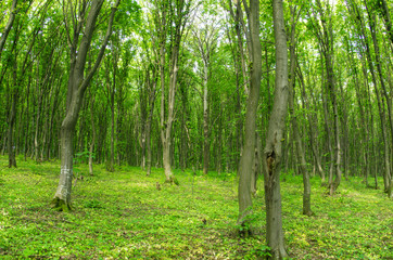 Obraz premium beautiful green forest