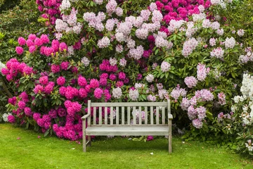 Fototapeten Rhododendrongarten mit Holzbank. © Debu55y