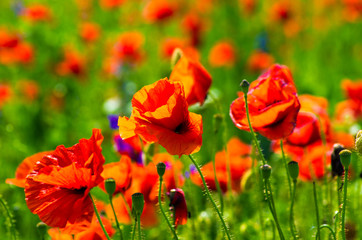 meadow with wild poppies