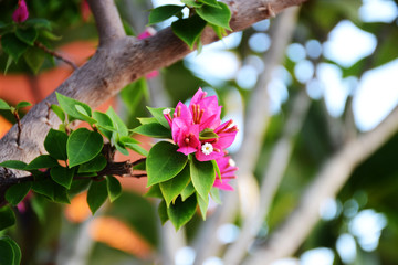pink bougainvillea in park
