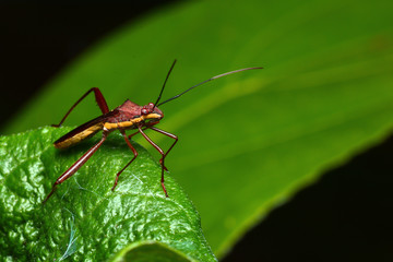 Insects in the forest