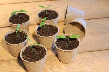 Kleine Paprikapflanzen in Pappetöpfen
