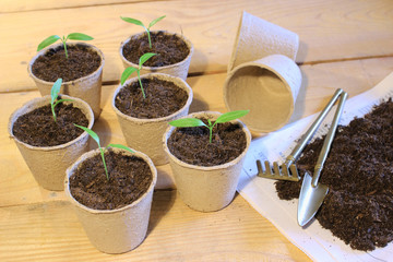 Kleine Paprikapflanzen im Pappetöpfen
