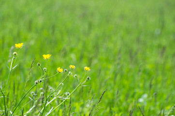 Green grass texture from a field