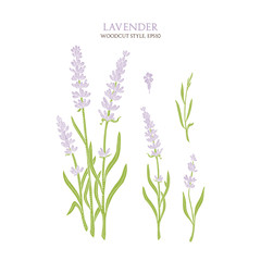 Gentle colorful lavender without contour isolated on white background. Vector botanical illustration. 