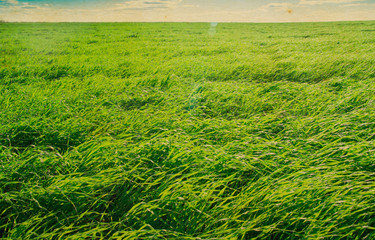 Obraz premium field of grass and perfect sky