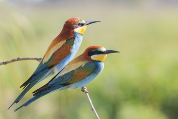 couple  European bee-eater  on a branch/couple birds on a branch , summer day