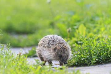 European hedgehog is on the way/European hedgehog is on the way/summer day