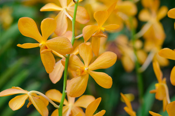 Beautiful orchid flowers