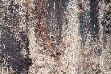 slice from a fir tree