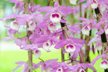 Dendrobium aphyllum orchid flowers