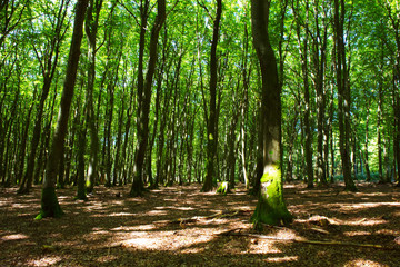 Sunlight in the green forest.