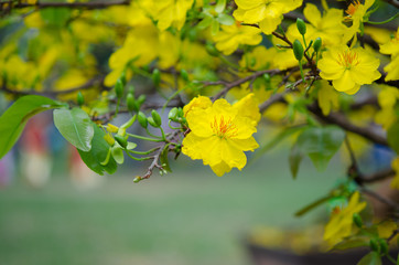 Macro a ochna integerrima integerrima branch, the flowers of tra