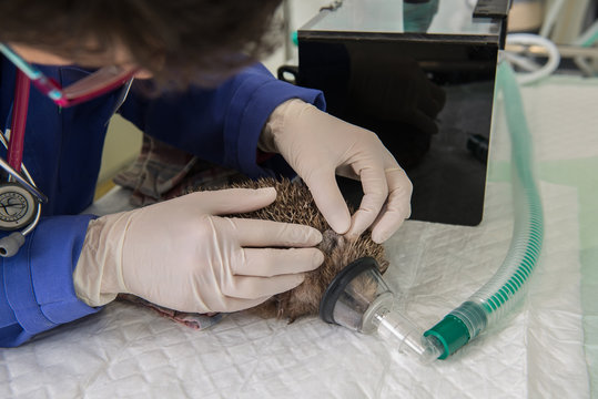 Le vétérinaire ausculte un hérisson, il est nécessaire de l'anesthésier pour vérifier sa santé et son obésité, avant l'hibernation,