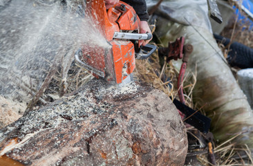 Close-up of male hands cutting trunk with chainsaw and many tree trunks in the background