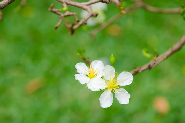 White Prunus mume flowers