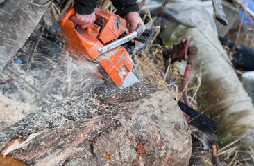 Close-up of male hands cutting trunk with chainsaw and many tree trunks in the background
